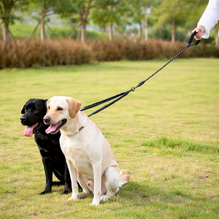 Tangle-Free Dog Walking for Two Pets – Double Dog Leash with 360° Swivel