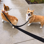 Tangle-Free Dog Walking for Two Pets – Double Dog Leash with 360° Swivel