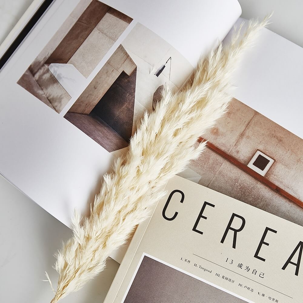 Tørret pampasgræs buket til indendørs brug